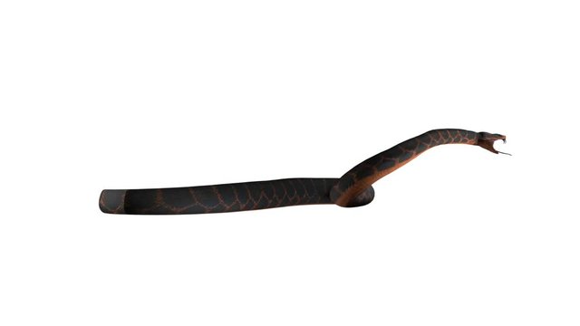Snake Looped Alpha Channel Included