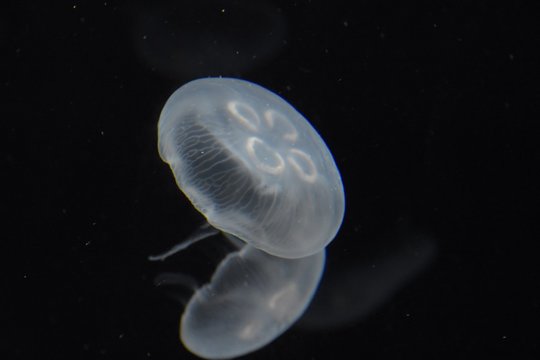 Vida marinha &aacute;gua viva 