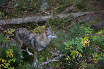 Naklejka na ściany i meble Eurasian wolf (Canis lupus lupus) in the autumn forest.