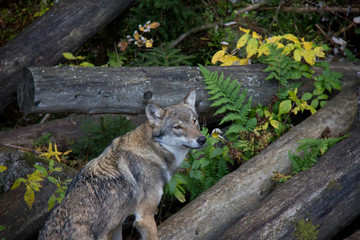 Portrait of Eurasian wolf (Canis lupus lupus) in the forest.