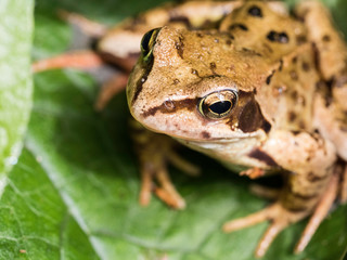 frog on leaf