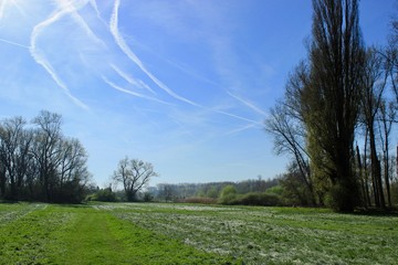 landscape, tree in a field, spring
