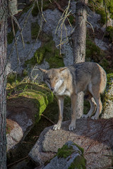 Eurasian wolf (Canis lupus lupus) posing on the rock.