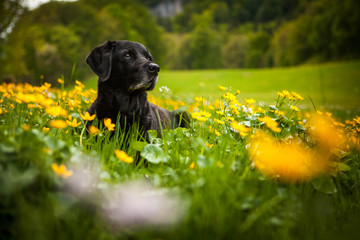 Labrador noir dans un champs de fleurs jaunes