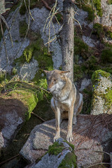 Eurasian wolf (Canis lupus lupus).