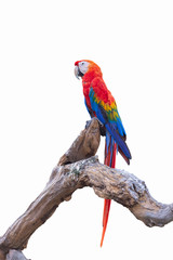 Macaw red and yellow or parrot beautiful on dry branch isolated on white background.