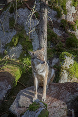 Eurasian wolf (Canis lupus lupus) sitting on the rock.