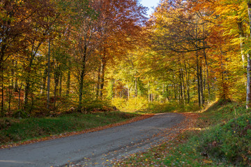 Skogsväg genom bokskog i höstfärger