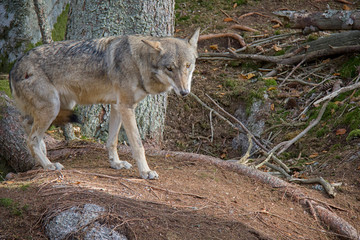 Naklejka na ściany i meble Eurasian wolf (Canis lupus lupus).