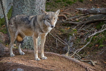 Subordinate Eurasian wolf (Canis lupus lupus) in the forest.