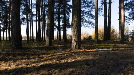 Dark forest rays of light. Forest landscape.