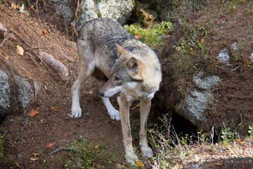 Eurasian wolf (Canis lupus lupus).