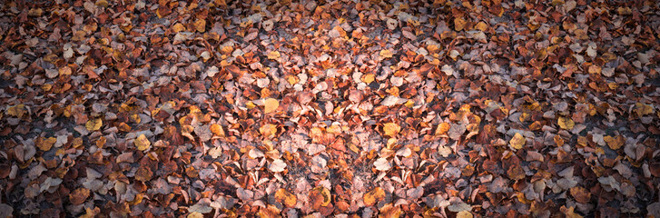 Background with yellow, autumn leaves. Sun rays.