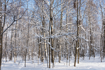 Beautiful winter forest in the winter sunlight. Wonderful winter scene.