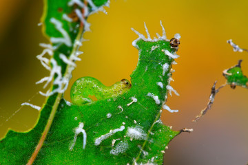 Sawfly larvae on green leaf