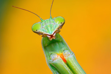 mantis's head in the wild