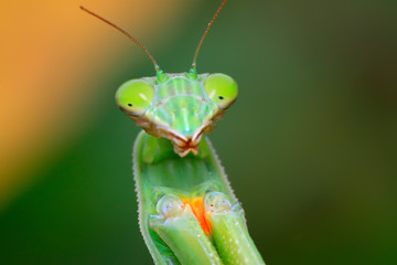 mantis's head in the wild
