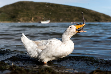 ganso comiendo © Diego
