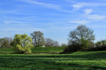 Fototapeta na wymiar spring tree in a field