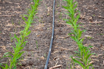 Irrigation of Corn field