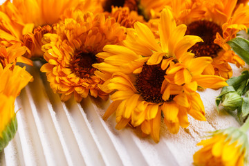 Calendula essential oil on a white wooden rustic background