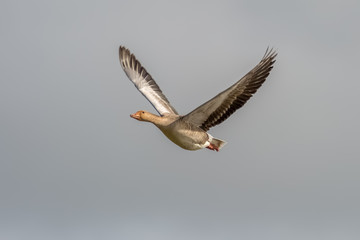 A goose flying high in the sky flies from right to left