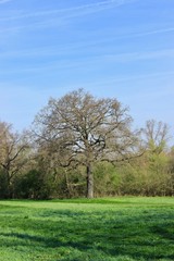 tree in a field spring