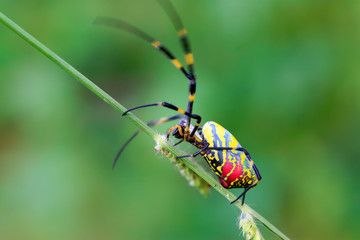 spider