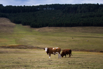 Cows in the field of Zlatibor mountain, Serbia.