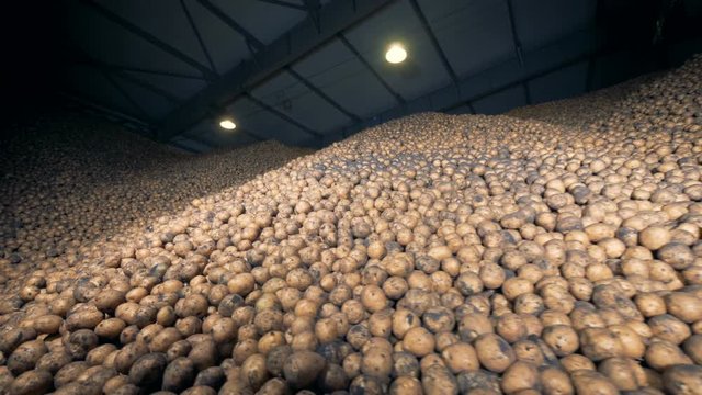 Indoors storage space filled with massive amount of potatoes. Agriculture farming concept.