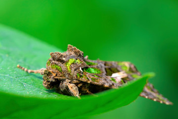 noctuid insects