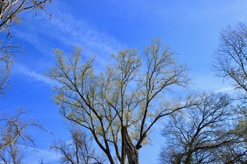 tree against blue sky 