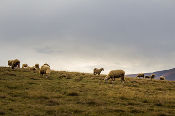 Sheep flock in the mountain pasture in Zlatibor, Serbia. Countryside tourism concept.