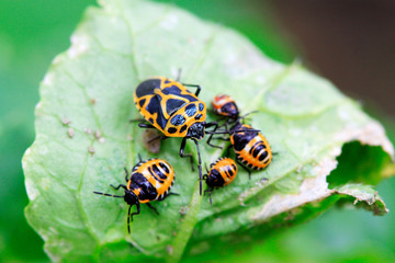 stinkbug on green leaf