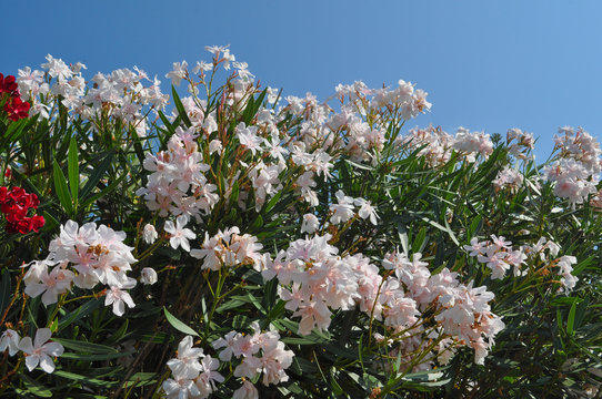 oleander tree flowers