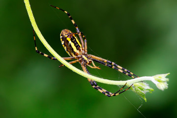 spider
