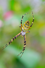 spider