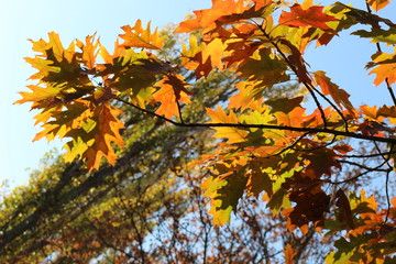 Red and orange leaves decorate autumn oaks