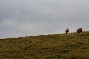 Obraz premium Two sheep on the mountain pasture in Zlatibor, Serbia. Rural background. Copy space