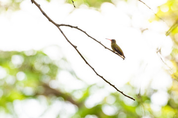 colibri descansando © Diego