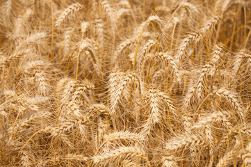 Gold Wheat field