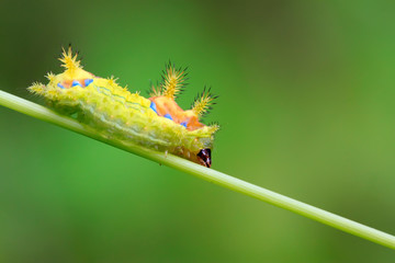 thorn moth larvae