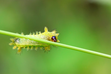 thorn moth larvae