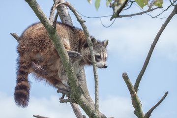 racoon climbing on a tree