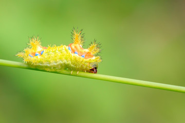 thorn moth larvae