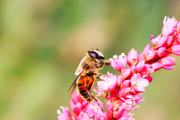 syrphidae insects