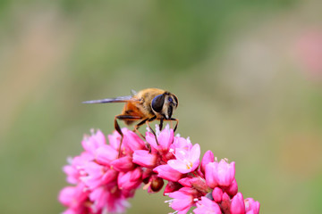 syrphidae insects