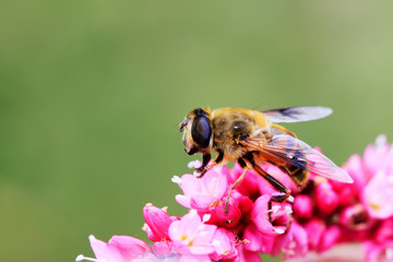 syrphidae insects