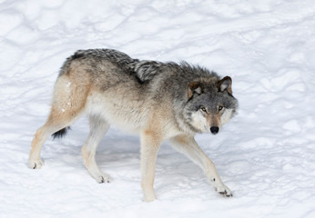 A lone Timber Wolf or Grey Wolf (Canis lupus) isolated on white background walking in the winter snow in Canada