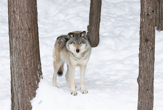 A lone Timber Wolf or Grey Wolf (Canis lupus) isolated on white background standing in the winter snow in Canada
